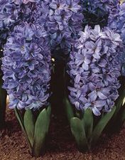 Blue Hyacinth.jpg